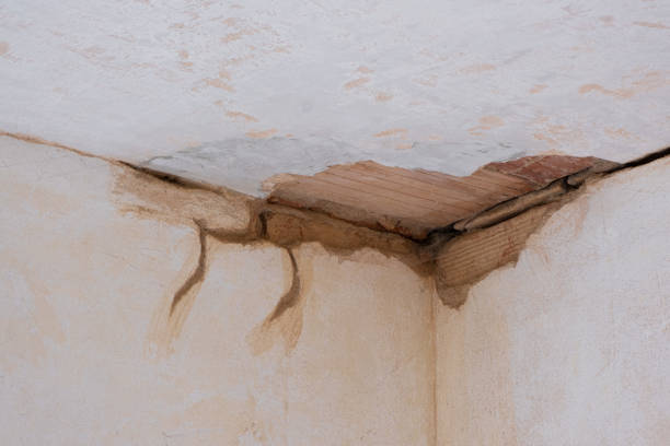 Best Mold removal after water damage  in Minot Af, ND